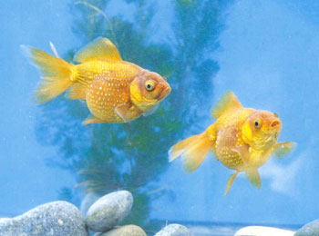 �������е���ɫΪ�����ֵ�ɫ�ʣ�β���䲻�������۷�����Ƿ͹����ɫ��Ҳ��ǳ����������γ��֣��ܵ�����������