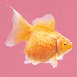 ����������1925���Ѿ����֣���������Σ���ͷ�⣬β����С����ʮ����ִ���������һ��β�������Ʒ�֣�������Ϊ����β������������Ҳ�����ˣ�������һ��������Բ�������ɫ��Ƭ͹�����ԣ��ȶ�β�������ϲ����ȫ��������β����ȫ���������ѵá�