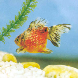 ����β������β���������壬�������ƺ����ĺڰ׻��ߣ�����ɫ�в����ٺ�ɫ�ߡ�������ˮ������ʱ�����Ʋʵ��׷ɡ�����ͨ��ѡ����������һ�ֺ������ͷ�����鶥��ɫ���顣