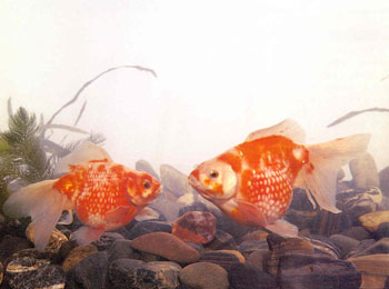 �����������ͼҼ�������ʮ��ƫ����׻���β���飬�����۱ȵ�ɫ�߸��ߣ����仨����Գ���Ƕ������ɫ���ֲ���̫�ٷ��������Ʒ�������ĺ�ɫ������������������飬�Ե�ʮ�ָ߹�