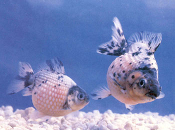 ԭ������Σ�β���г���֮�֡�ǰЩ�꽭�������״�ѡ����һ�ָ�Բ����������㣬Ψ������Ƿ������������ֳ�������ڴ˻����ϣ�����������һ��ͷ�ζ�����β����С����Բ��ĵ������㣬��һ����Բ�����塣��Բ�����۸�Ϊ͹������������ȴ��㡣βС���ζ���������ͬһֻ�����ڻ����������ǳ���Ȥ�����㼫����������ǳˮ����ι�ǣ��������ϣ�����ʳ����Ǵٽ������Ĺؼ���������ɫ�廨��Ψɫ�߽�Ũ������������һ�־���͸���ۡ���ɫ���ס�ɫ��ϸ�����Ʒ��ʹ�˸е�������á�