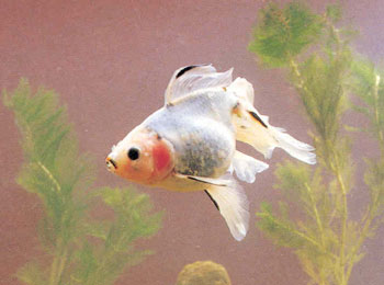 ȫ����ɫ�������ţ����������޷��⣬������Ƥ��ɫ��͸��͸���۶����ֳ��ģ�������ɫ�����ϻ����о߷���Ч�õĺ�ɫ��Ƭ�����ڰ�ϸ�飬��ɫ��Ƭ������ܻ�ӭ��