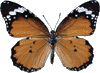 �ߵ�