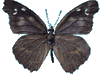 ๵�