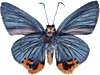Ū��