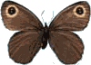 �۵�