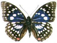 nym01.jpg (7974 �ֽ�)