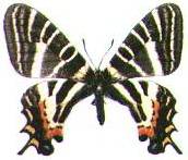 pap07.jpg (7003 字节)